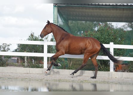 Lusitano, Merrie, 3 Jaar, 167 cm, Roodbruin