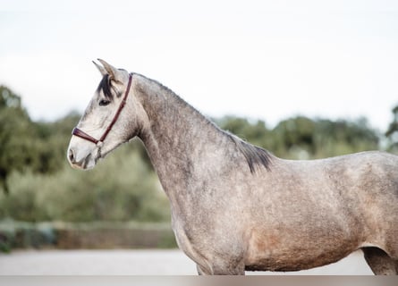 Lusitano, Merrie, 3 Jaar, Schimmel