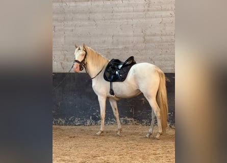 Lusitano, Merrie, 4 Jaar, 152 cm, Cremello