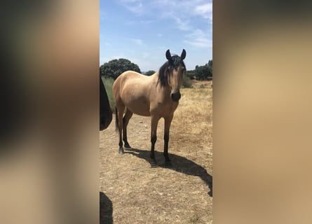 Lusitano, Merrie, 4 Jaar, 158 cm, Falbe