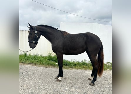 Lusitano, Merrie, 4 Jaar, 161 cm, Zwart