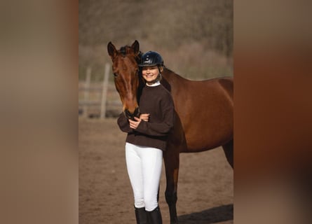Lusitano, Merrie, 4 Jaar, 162 cm, Bruin