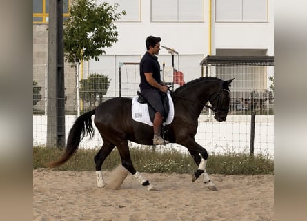 Lusitano, Merrie, 4 Jaar, 162 cm, Zwart
