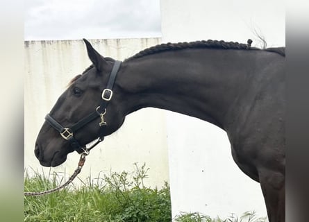 Lusitano, Merrie, 4 Jaar, 162 cm, Zwart