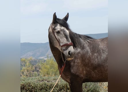 Lusitano, Merrie, 4 Jaar, 163 cm, Blauwschimmel