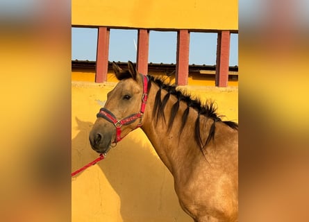 Lusitanos, Stute, 5 Jahre, 151 cm, Buckskin