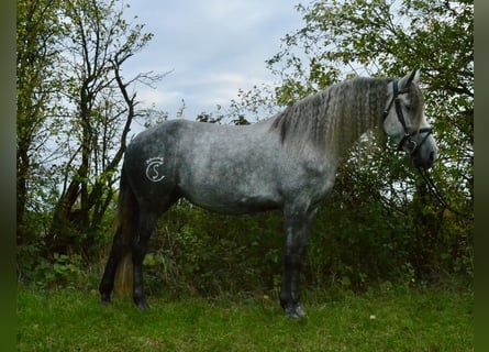 Lusitano Mix, Merrie, 5 Jaar, 160 cm, Blauwschimmel