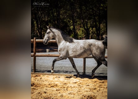 Lusitano, Merrie, 6 Jaar, 158 cm, Rood schimmel