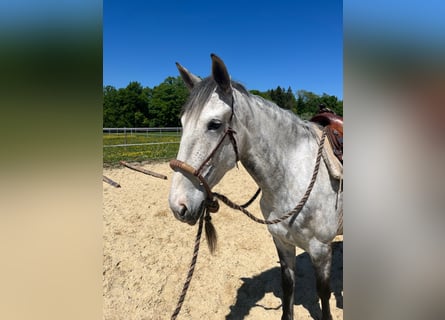 Lusitano, Merrie, 6 Jaar, 162 cm, Appelschimmel