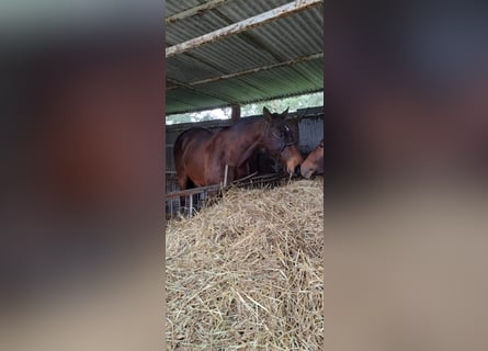 Lusitano, Merrie, 8 Jaar, 160 cm, Bruin