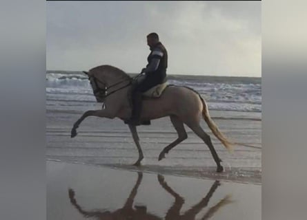 Lusitano Mix, Merrie, 9 Jaar, Champagne