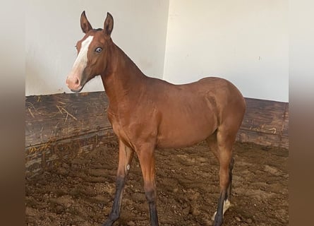 Lusitano, Merrie, veulen (05/2024), 145 cm, Bruin