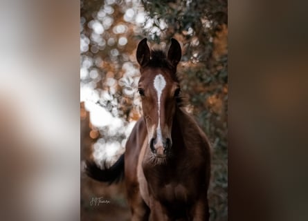 Lusitano, Merrie, veulen (02/2024), 158 cm, Bruin