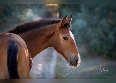 Lusitano, Merrie, veulen (02/2024), 158 cm, Bruin