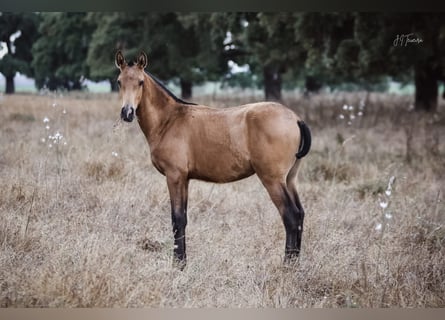 Lusitano, Merrie, veulen (01/2024), 160 cm, Buckskin