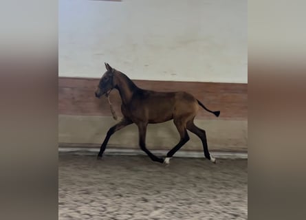 Lusitano, Merrie, Veulen (04/2025), 163 cm, Buckskin