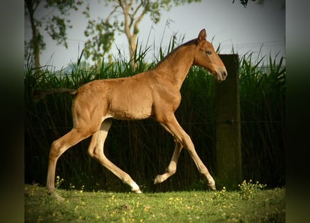 Lusitano, Merrie, Veulen (04/2026), 165 cm, Bruin
