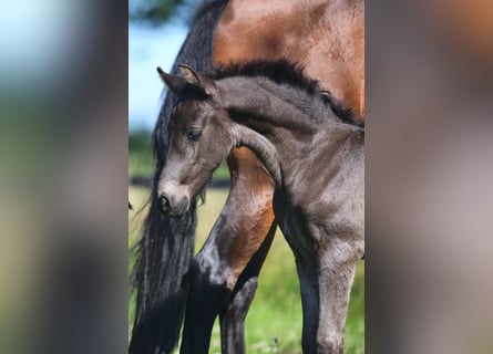 Lusitano, Merrie, veulen (06/2024), Zwart