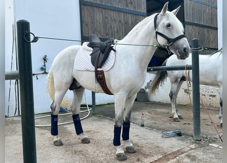 Lusitano, Ogier, 10 lat, 162 cm, Siwa