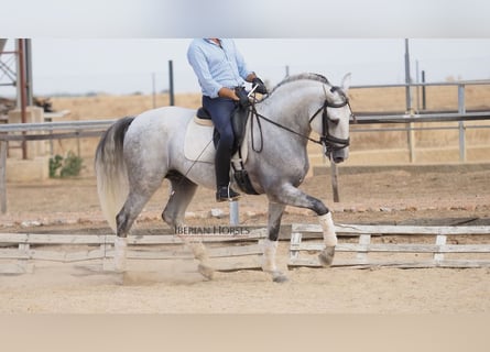 Lusitano, Ogier, 10 lat, 164 cm, Siwa