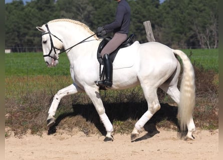 Lusitano, Ogier, 10 lat, 165 cm, Siwa