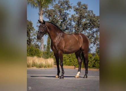 Lusitano Mix, Ogier, 10 lat, 168 cm, Kara