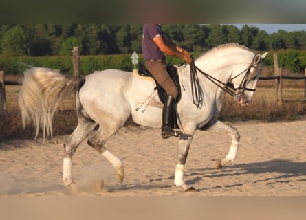 Lusitano, Ogier, 10 lat, 170 cm, Siwa