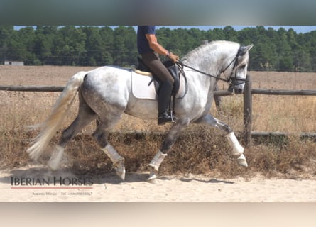 Lusitano, Ogier, 12 lat, 161 cm, Siwa