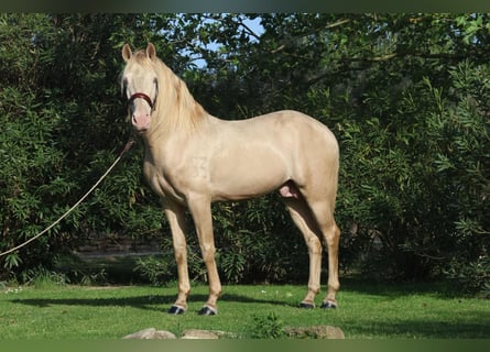 Lusitano, Ogier, 12 lat, 162 cm, Cremello