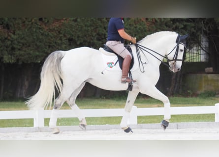 Lusitano, Ogier, 12 lat, 170 cm, Siwa