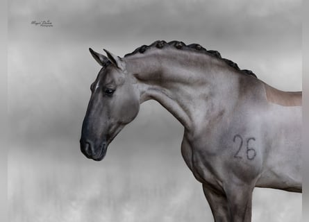 Lusitano, Ogier, 13 lat, 164 cm, Grullo