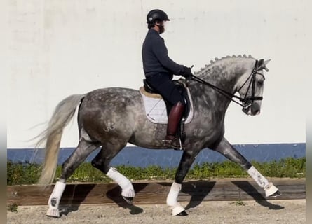 Lusitano, Ogier, 13 lat, 177 cm, Siwa