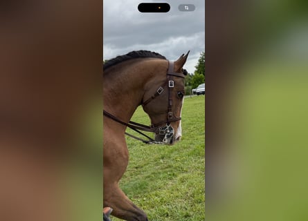 Lusitano Mix, Ogier, 14 lat, 157 cm, Ciemnogniada