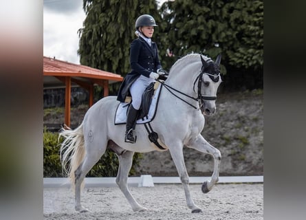 Lusitano, Ogier, 16 lat, 161 cm, Siwa