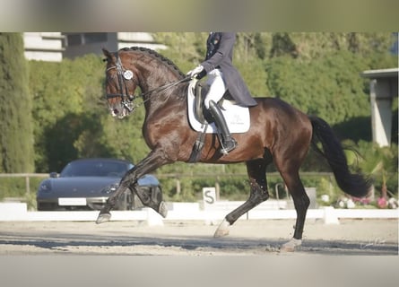 Lusitano, Ogier, 17 lat, 170 cm, Gniada