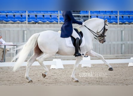 Lusitano, Ogier, 18 lat, 162 cm, Siwa