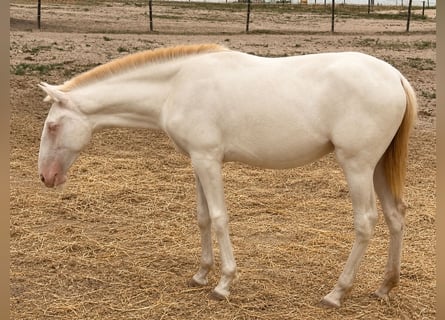 Lusitano, Ogier, 1 Rok, 162 cm, Cremello
