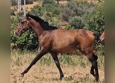 Lusitano, Ogier, 1 Rok, 162 cm, Kasztanowata