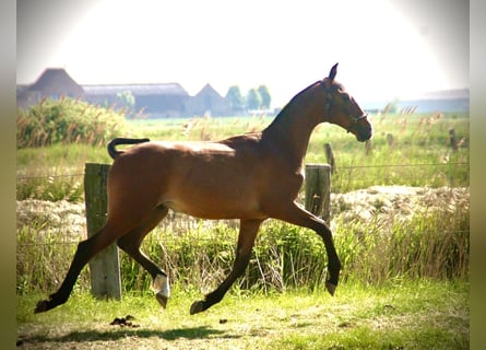 Lusitano, Ogier, 1 Rok, 164 cm, Gniada