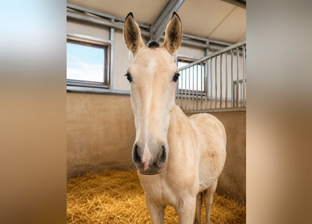 Lusitano, Ogier, 1 Rok, 164 cm, Jelenia
