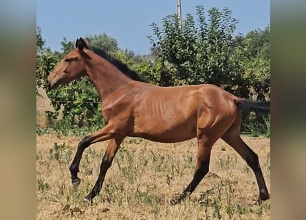 Lusitano, Ogier, 1 Rok, 165 cm, Kasztanowata