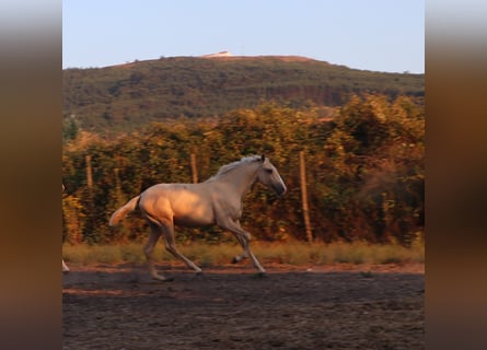 Lusitano, Ogier, 1 Rok, 166 cm, Izabelowata