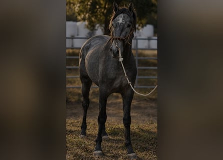 Lusitano, Ogier, 2 lat, 154 cm, Siwa