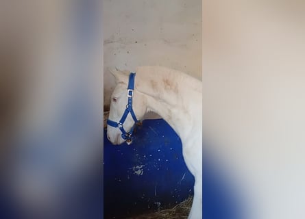 Lusitano, Ogier, 2 lat, 155 cm, Perlino