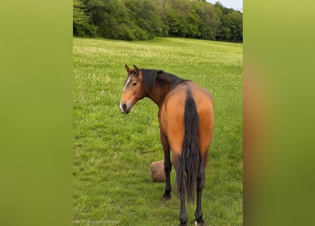 Lusitano, Ogier, 2 lat, 160 cm, Jelenia