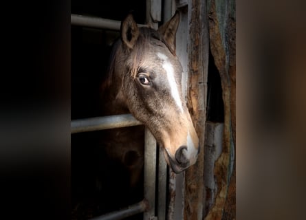 Lusitano, Ogier, 2 lat, 161 cm, Jelenia