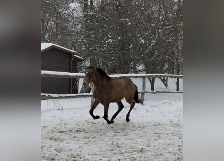 Lusitano, Ogier, 2 lat, 161 cm, Jelenia