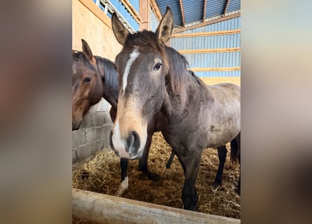 Lusitano, Ogier, 2 lat, 161 cm, Jelenia