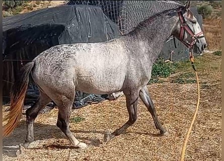 Lusitano, Ogier, 2 lat, 162 cm, Siwa