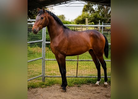 Lusitano, Ogier, 2 lat, 164 cm, Gniada